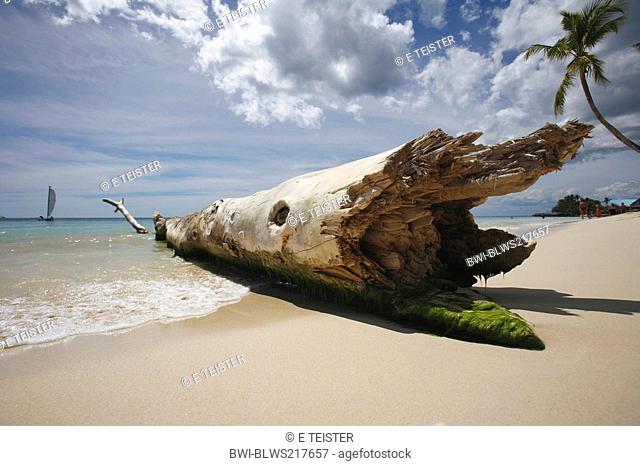 driftwood on a beach, Dominican Republic, La Romana, Bayahibe