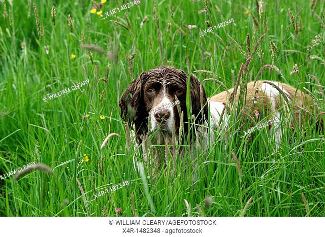 Springer Spaniel in meadow grass