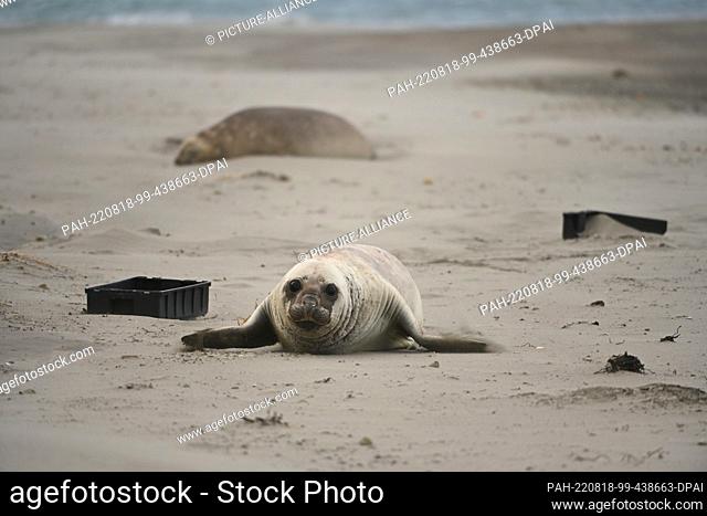 05 August 2022, Argentina, Chubut: A young elephant seal (Mirounga) lies next to plastic crates on the beach. According to an OECD report from 2022