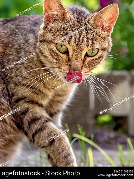 wildcat with tongue after delicious eats. Close up