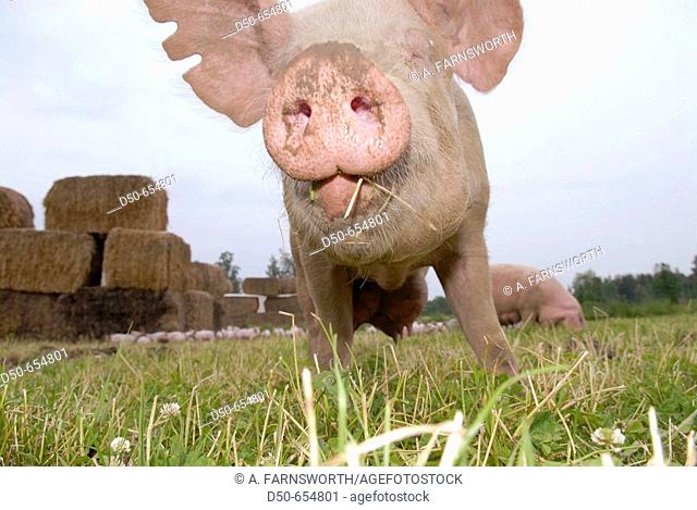 Motala, Sweden. Pig farm. Pig's nose. Livestock. Animals. Bacon. Pig