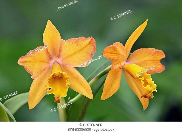 Cattleya (Cattleya), flowers