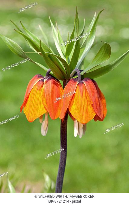 Crown Imperial Fritillary, Crown Imperial or Kaiser's Crown (Fritillaria imperialis) 'Orange Brilliant'