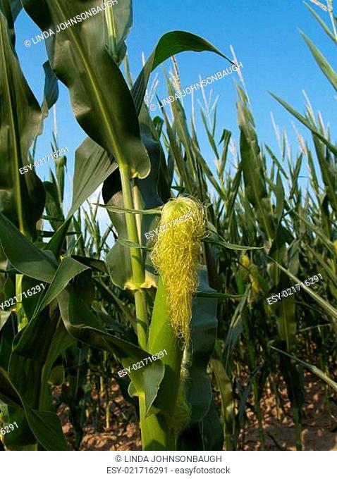 Ear of Corn in a Field