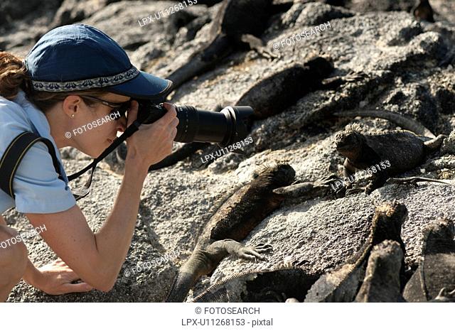 Woman photographing of Marine iguana Amblyrhynchus cristatus, Punta Espinoza, Fernandina Island, Galapagos Islands, Ecuador