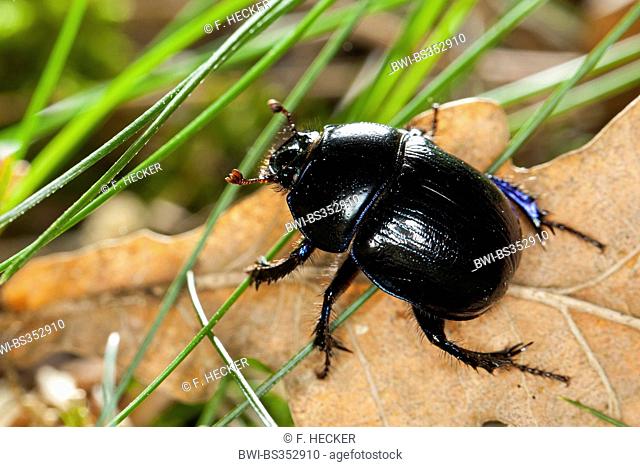 Common dor beetle (Anoplotrupes stercorosus, Geotrupes stercorosus), on forest floor, Germany