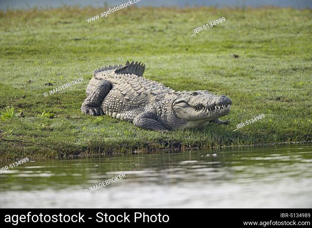 Marsh Crocodile (Crocodylus palustris), Chambal River, Uttar Pradesh, India, Asia
