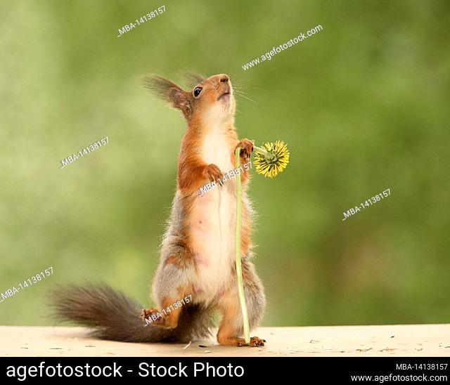 red squirrel is holding a dandelion flower with leg of the ground