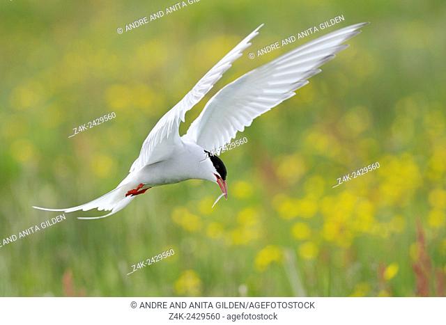 Arctic Tern (Sterna paradisaea) in flight with little fish in beak, with yellow flowers in background, Iceland