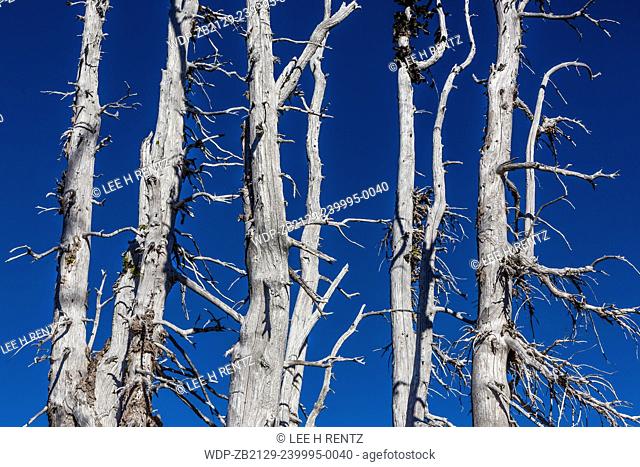 Dead Whitebark Pines, Pinus albicaulis, form a ghost forest which had been stressed by Mountain Pine Beetle and White Pine Blister Rust