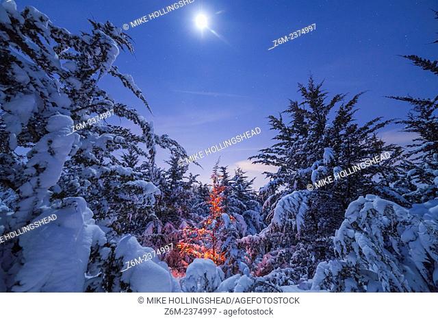 Moonlight illuminates snow covered trees and a Christmas tree in Nebraska