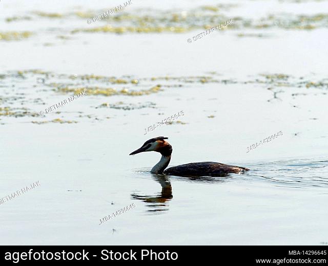 Great Crested Grebe, Podiceps cristatus, at the nest