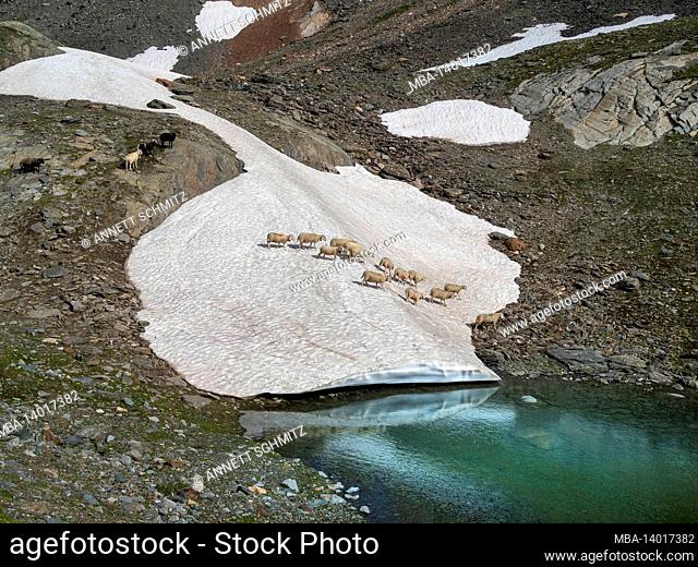 sheep on a snow field in the martell valley