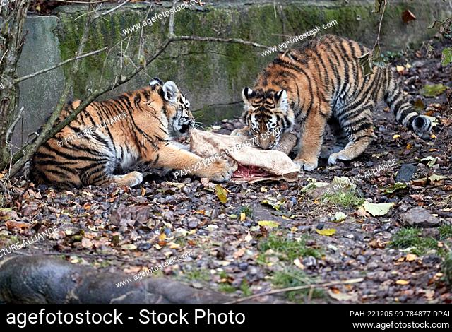 05 December 2022, Hamburg: The tiger cubs Rida and Daria are happy about a jute sack filled with beef meat on the occasion of St