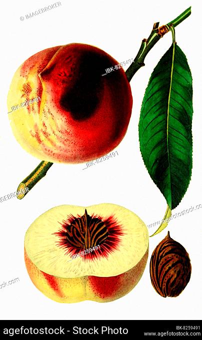 Pfirsich, Pfirsichsorte, the Chancellor peach, digitale Reproduktion einer Originalvorlage aus dem 19. Jahrhundert, Originaldatum nicht bekannt