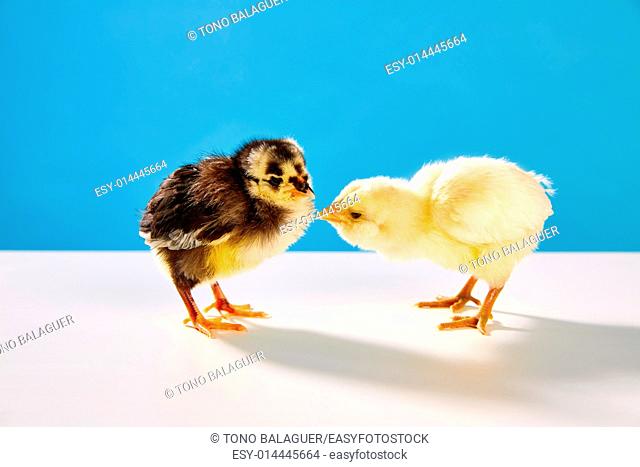 chicks couple yellow and black on table with blue background