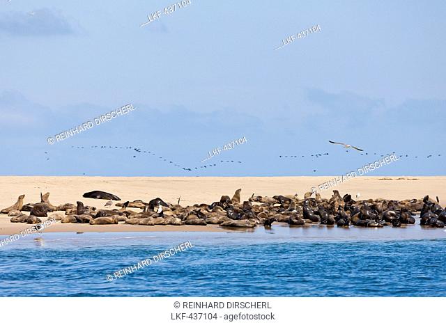 Cape Fur Seals, Arctocephalus pusillus, Walvis Bay, Namibia