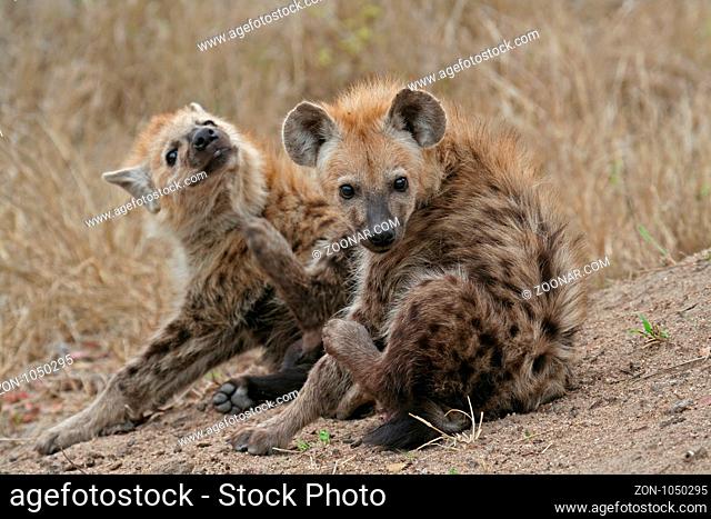 Junge Tüpfelhyänen, Südafrika; young hyenas, South Africa