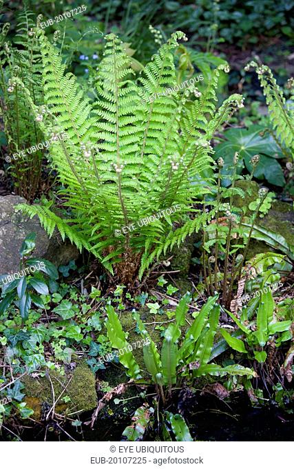 Leaves of Dryopteris filix-mas or Male fern unfurling beside a garden pond with Asplenium scolopendrium in foreground