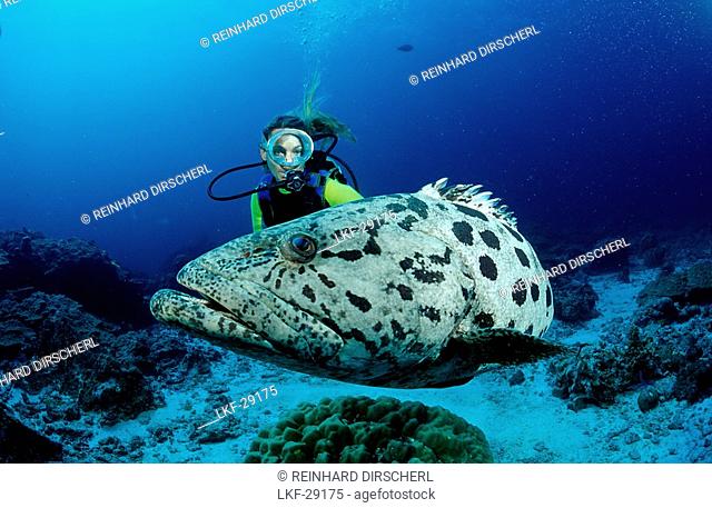Gefleckter Riesenbarsch, Zackenbarsch und Taucher, Potato grouper and scuba diver, Epinephelus tukula
