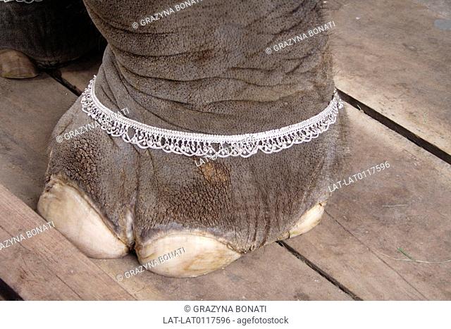Elephants are often used in processions and events, and decorated with paint and jewellery such as ankle chains