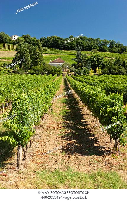 Vineyards aroud Bordeaux