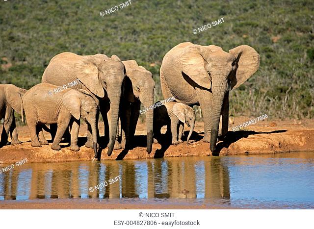 African elephants at waterhole