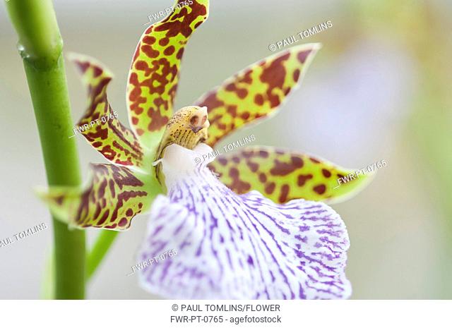 Flower of Zygopetalum orchid with showy, spotted patterned petals and lip in contrasting colours