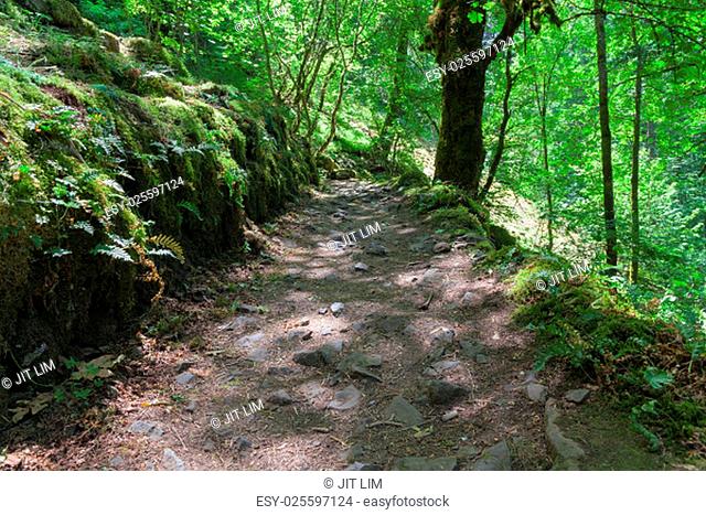 Hiking Trail from John B Yeon Trailhead to Elowah Falls in Columbia River Gorge Oregon