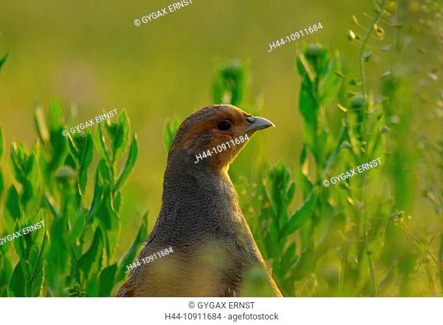Austria, Burgenland, avian, fowl-like birds, partridge, Perdix perdix, meadow