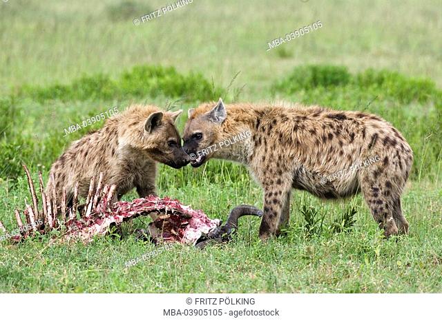 Dot-hyenas, Crocuta crocuta, cadavers, eating