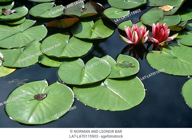Submerged plants are those that live almost completely under the water, sometimes with leaves or flowers that grow to the surface such as with the water lily