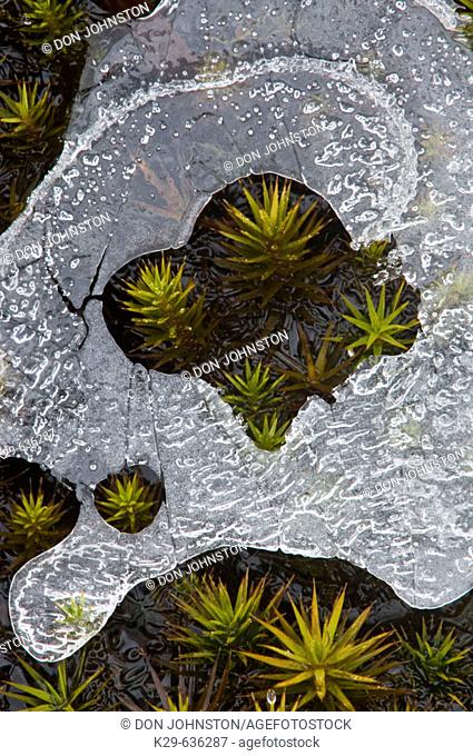 Hair cap moss (Polytrichium commune)