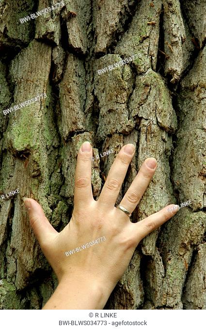common oak, pedunculate oak, English oak Quercus robur, single hand lying on trunk, Germany, Bavaria