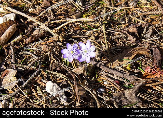 Anemone hepatica (Hepatica nobilis), the common hepatica, liverwort, kidneywort, pennywort, blossoms in Grunau im Almtal, Upper Austria, February 24, 2022