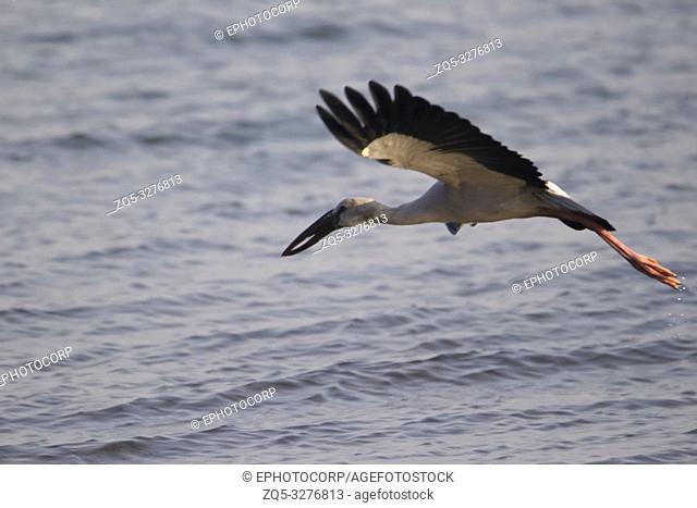 Asian openbill stork in flight, Anastomus oscitans, Veer Dam, Maharashtra, India