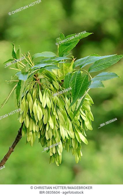 Common Ash (Fraxinus excelsior), fruits in spring, North Rhine-Westphalia, Germany