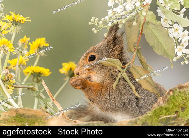 profile and close up of red squirrel standing behind a tree trunk with moss under flowers
