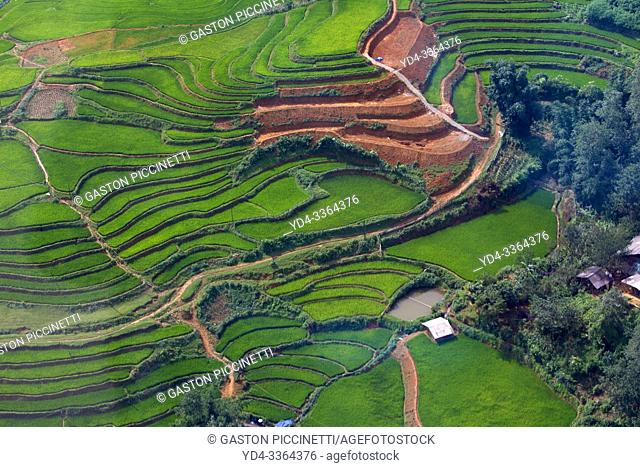 Rice field terraces in the mountains, Sa Pa, Lao Cai Procince, Vietnam, Asia.