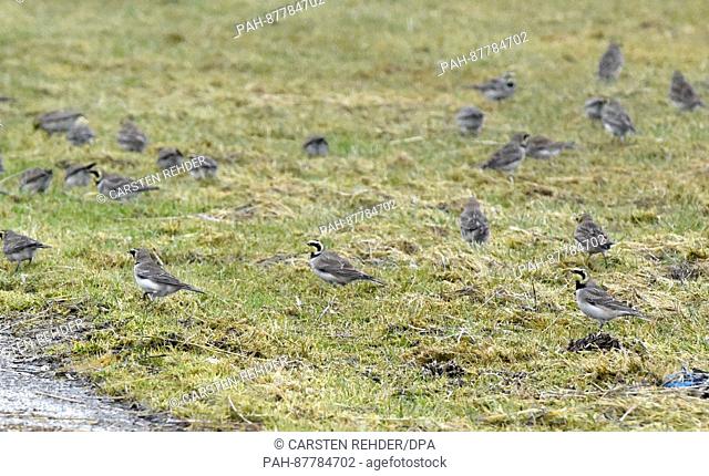 Shore larks stands on the salt marsh off of Luettmoorsiel, Germany, 01 February 2017. While the native birds are wintering in the south, currently shore larks