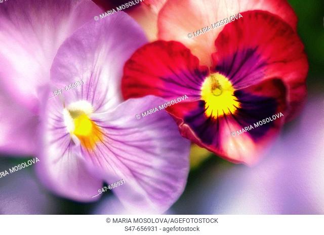 Two Pansy Flowers. Viola x wittrockiana. May 2007, Maryland, USA