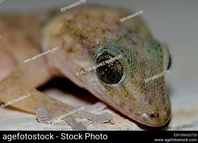 Boettger's wall gecko Tarentola boettgeri. Cruz de Pajonales. Integral Natural Reserve of Inagua. Tejeda. Gran Canaria. Canary Islands. Spain