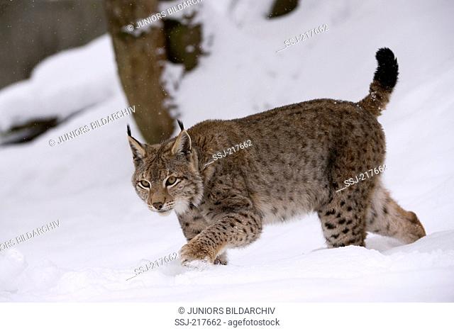 European Lynx (Felis lynx, Lynx lynx). Adult moving through snowy forest, Enclosure Wildenburg