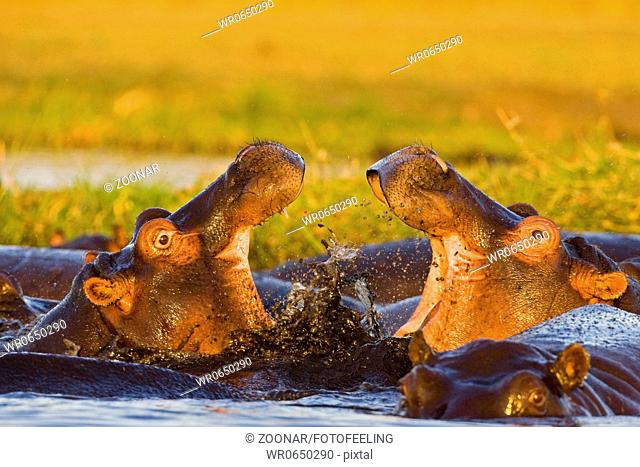 Flusspferde, Nilpferde oder Grossflusspferde beim Kaempfen, Chobe National Park, Botswana, Afrika, Hippos fighting in Chobe River, Africa