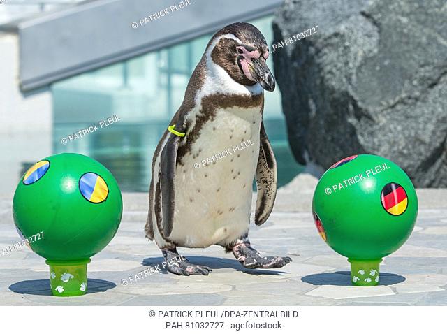 Humboldt-penguin 'Flocke', who lives in the swimming bath Spreewelten-Bad in Luebbenau, Germany, waddles determinedly towards ball with the German flag from its...