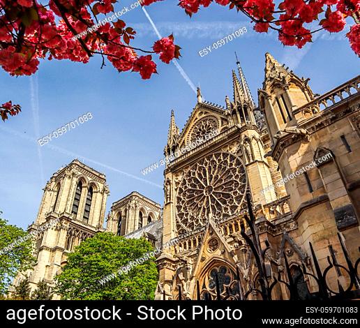 Paris / France - April 05 2019. Notre Dame Cathedral in cherry blossom. Before the fire