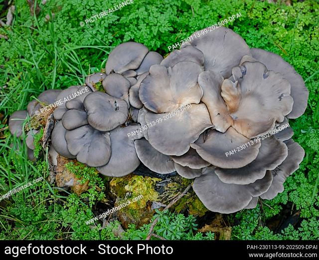 11 January 2023, Brandenburg, Drebkau: The winter mushroom oyster mushroom grows on a tree stump in a forest. Between November and February