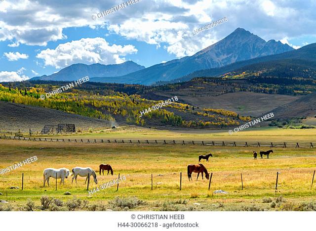 North America, American, USA, Rocky Mountains, Colorado, Horses near White Sulphur Springs