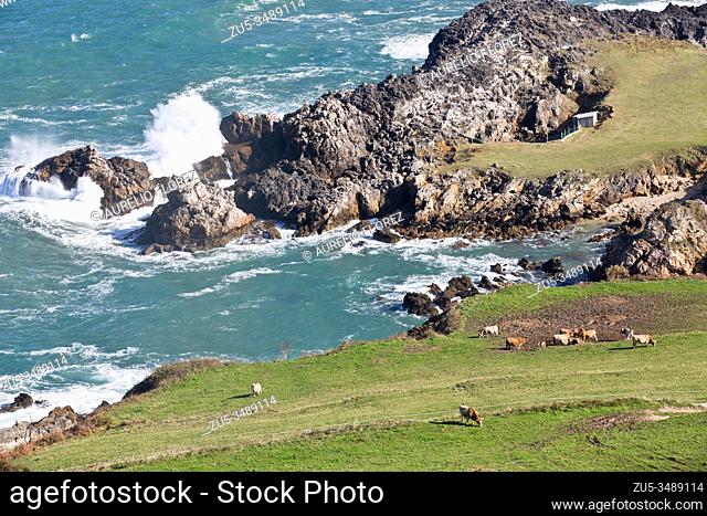 Cows on the coast of Llanes, The cow, in the case of the female, or bull, in the case of the male (Bos primigenius taurus)