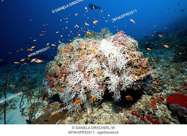 Soft Coral Reef, Felidhu Atoll, Maldives